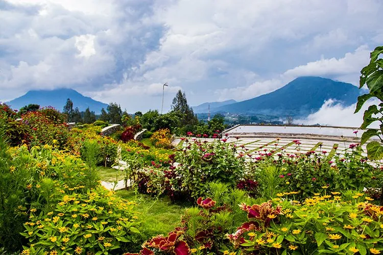 Agrowisata Perkebunan